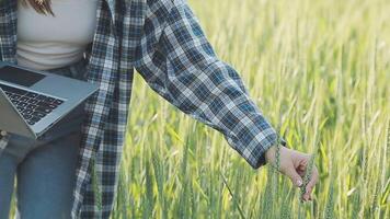 intelligent cultiver. agriculteur avec tablette dans le champ. agriculture, jardinage ou écologie concept. récolte. agro entreprise. video