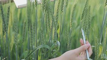 slim boerderij. boer met tablet in de veld. landbouw, tuinieren of ecologie concept. oogsten. agro bedrijf. video