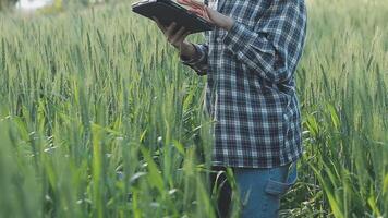 intelligent cultiver. agriculteur avec tablette dans le champ. agriculture, jardinage ou écologie concept. récolte. agro entreprise. video