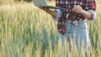 slim boerderij. boer met tablet in de veld. landbouw, tuinieren of ecologie concept. oogsten. agro bedrijf. video