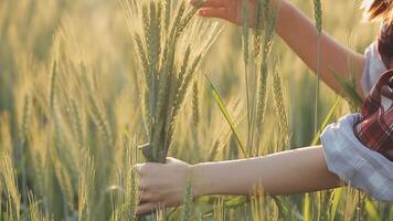 inteligente azienda agricola. contadino con tavoletta nel il campo. agricoltura, giardinaggio o ecologia concetto. raccolta. agro attività commerciale. video