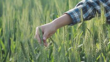 inteligente azienda agricola. contadino con tavoletta nel il campo. agricoltura, giardinaggio o ecologia concetto. raccolta. agro attività commerciale. video