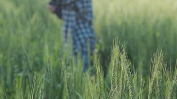 intelligent cultiver. agriculteur avec tablette dans le champ. agriculture, jardinage ou écologie concept. récolte. agro entreprise. video