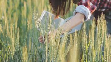 slim boerderij. boer met tablet in de veld. landbouw, tuinieren of ecologie concept. oogsten. agro bedrijf. video