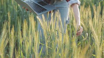 slim boerderij. boer met tablet in de veld. landbouw, tuinieren of ecologie concept. oogsten. agro bedrijf. video