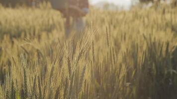 inteligente azienda agricola. contadino con tavoletta nel il campo. agricoltura, giardinaggio o ecologia concetto. raccolta. agro attività commerciale. video