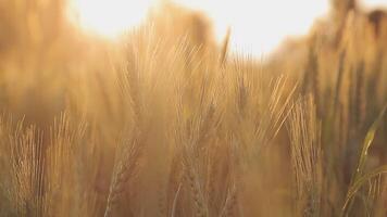 rijst- veld. dichtbij omhoog geel rijst- zaad rijp en groen bladeren Aan natuur achtergrond. mooi gouden rijst- veld- en oor van rijst. video