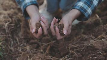 Top view of soil in hands for check the quality of the soil for control soil quality before seed plant. Future agriculture concept. Smart farming, using modern technologies in agriculture video