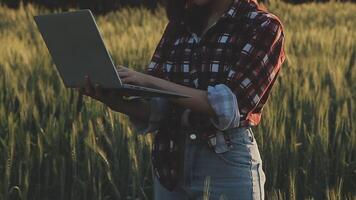 Smart farm. Farmer with tablet in the field. Agriculture, gardening or ecology concept. Harvesting. Agro business. video