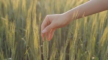 intelligent cultiver. agriculteur avec tablette dans le champ. agriculture, jardinage ou écologie concept. récolte. agro entreprise. video