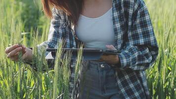 Smart farm. Farmer with tablet in the field. Agriculture, gardening or ecology concept. Harvesting. Agro business. video