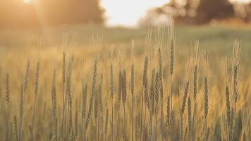 Reis Feld. schließen oben Gelb Reis Samen reif und Grün Blätter auf Natur Hintergrund. schön golden Reis Feld und Ohr von Reis. video