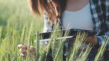 intelligent cultiver. agriculteur avec tablette dans le champ. agriculture, jardinage ou écologie concept. récolte. agro entreprise. video