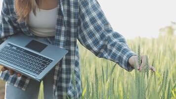 Smart farm. Farmer with tablet in the field. Agriculture, gardening or ecology concept. Harvesting. Agro business. video