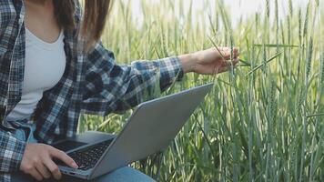 Smart farm. Farmer with tablet in the field. Agriculture, gardening or ecology concept. Harvesting. Agro business. video