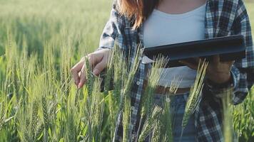 Smart farm. Farmer with tablet in the field. Agriculture, gardening or ecology concept. Harvesting. Agro business. video