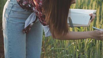 intelligent cultiver. agriculteur avec tablette dans le champ. agriculture, jardinage ou écologie concept. récolte. agro entreprise. video