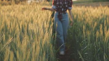 Clever Bauernhof. Farmer mit Tablette im das Feld. Landwirtschaft, Gartenarbeit oder Ökologie Konzept. Ernte. Agro Geschäft. video