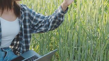 intelligent cultiver. agriculteur avec tablette dans le champ. agriculture, jardinage ou écologie concept. récolte. agro entreprise. video