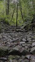 movimento sfondo natura a piedi nel il mezzo di il foresta video
