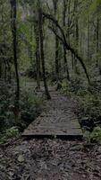 motion background nature walking in the middle of the forest video