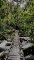 Bewegung Hintergrund Natur gehen auf das Brücke video