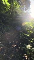 motion background nature walking in the middle of the forest video