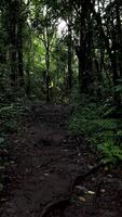 motion background nature walking in the middle of the forest video
