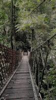 mouvement Contexte la nature marcher sur le pont video