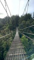 motion background nature Footpath on the bridge over the forest video