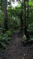 motion background nature walking in the middle of the forest video