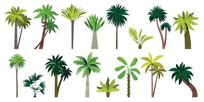 Different exotic palms. Tropical botanical plants with leaves, palm tree trunk cartoon style, summer green foliage plants. Vector isolated set