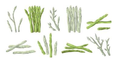 Asparagus collection. Organic whole stalk cultivated and uncooked food, asparagus crop stick with leaves and buds for cooking. Vector vegetarian set