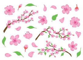 Blossom sakura pink flowers, buds, leaves and tree branches. Spring japanese cherry floral elements. Apple or peach bloom flower vector set