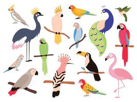 Flat parrots and tropical jungle birds flying and sitting. Macaw, parakeet, ara and colombia exotic parrot. Toucan and emu bird vector set