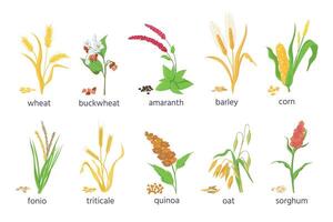 Cartoon farm cereal crops and grain grass plants. Agriculture corn, wheat, maize, buckwheat, amaranth and quinoa seeds and ears vector set