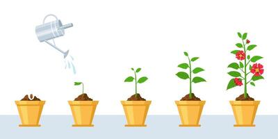 Flower growth process. Seedling, watering and gardening flowers phases. Stage of sprout growing into blossom plant in pot vector infographic