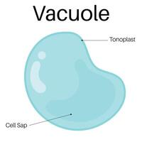 estructura y funciones de vacuola. vector