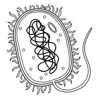 el estructural de procariota células. vector