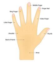 Human Hand Anatomy Science Design Vector Illustration Diagram