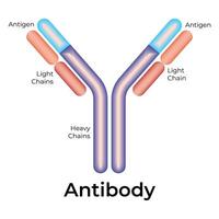 Antibody Science Design Vector Illustration Diagram