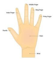 humano mano anatomía Ciencias diseño vector ilustración diagrama