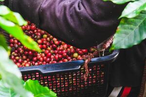 agricultores cosecha maduro café frijoles desde orgánicamente crecido arábica café arboles asiático trabajador es reunión café frijoles en plantación en tupido madera. foto