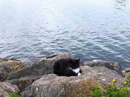 Black and White Cat Sitting on Rock Near Water photo