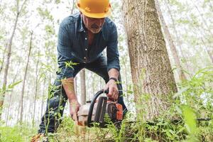 experienced lumberjack is cutting a tree with a chainsaw photo