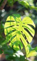 AI generated Vivid tropical Leaves Showcasing Vibrant Colors and Natural Patterns photo
