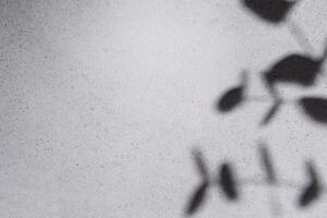 Eucalyptus leaves shadows on grey concrete wall photo