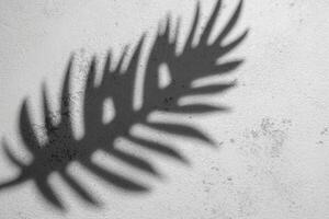 sombra de un helecho hoja emitir en un texturizado blanco pared durante luz foto