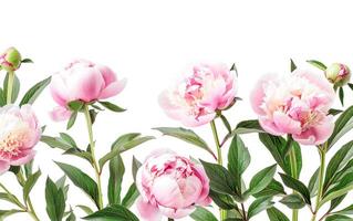 AI generated Vibrant Peonies in Full Bloom Against a Neutral Backdrop photo