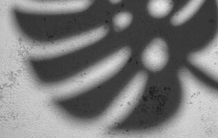 Shadows from monstera leaves photo
